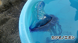 カツオノエボシ