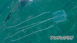 アンドンクラゲ
